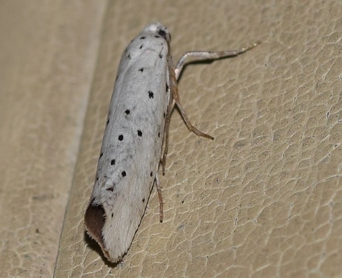 Yponomeuta sedella (Yponomeutidae)?